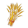 wheat